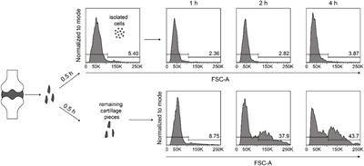 Optimization of chondrocyte isolation from human articular cartilage to preserve the chondrocyte transcriptome